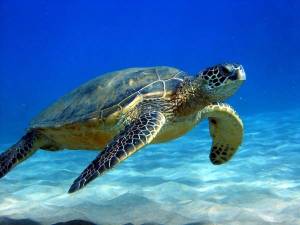 Раскраска черепаха морская #1 #559114