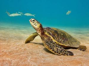Раскраска черепаха морская #2 #559115
