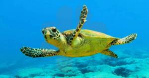 Раскраска черепаха морская #3 #559116