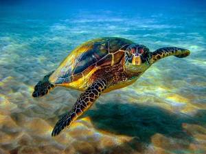 Раскраска черепаха морская #5 #559118