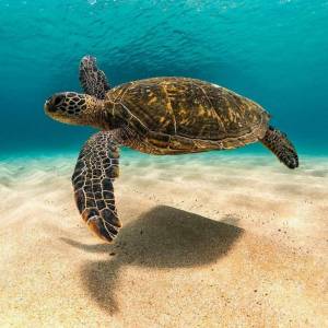 Раскраска черепаха морская #6 #559119