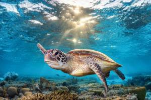 Раскраска черепаха морская #7 #559120