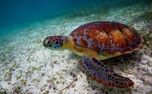 Раскраска черепаха морская #9 #559122