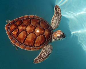 Раскраска черепаха морская #10 #559123