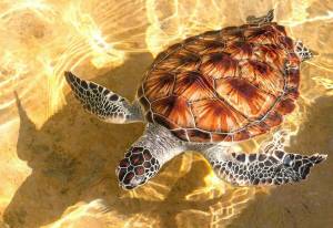 Раскраска черепаха морская #12 #559125