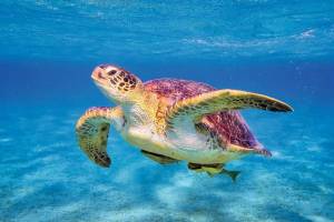 Раскраска черепаха морская #13 #559126