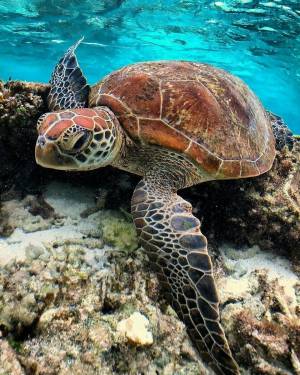 Раскраска черепаха морская #17 #559130