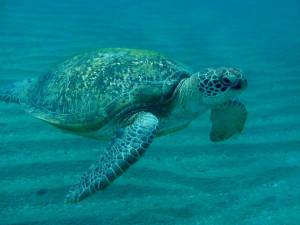 Раскраска черепаха морская #18 #559131