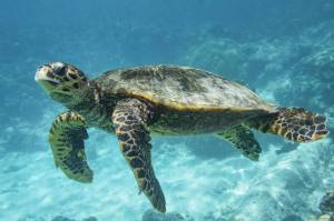 Раскраска черепаха морская #19 #559132