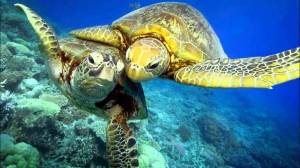 Раскраска черепаха морская #21 #559134