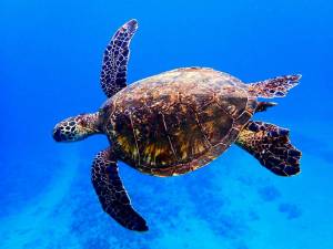 Раскраска черепаха морская #22 #559135
