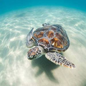 Раскраска черепаха морская #23 #559136