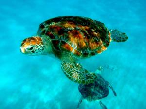 Раскраска черепаха морская #24 #559137