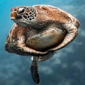 Раскраска черепаха морская #25 #559138