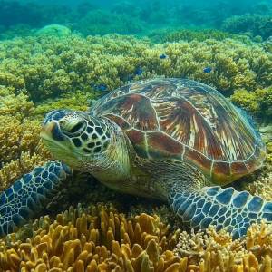 Раскраска черепаха морская #26 #559139