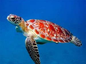 Раскраска черепаха морская #29 #559142