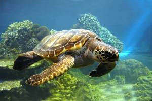 Раскраска черепаха морская #30 #559143
