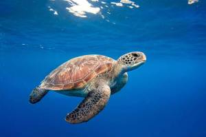 Раскраска черепаха морская #32 #559145