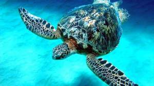 Раскраска черепаха морская #35 #559148