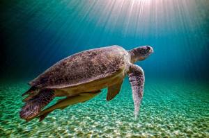 Раскраска черепаха морская #37 #559150