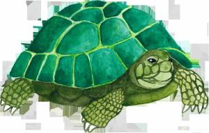 Раскраска черепаха рисунок #1 #559174