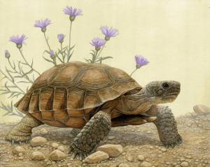 Раскраска черепаха рисунок #3 #559176