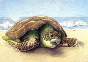 Раскраска черепаха рисунок #4 #559177