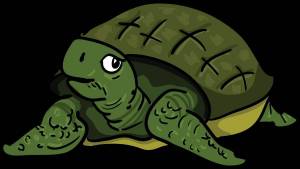Раскраска черепаха рисунок #11 #559184