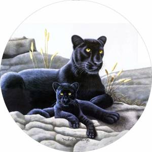 Раскраска черная пантера для детей #6 #559607