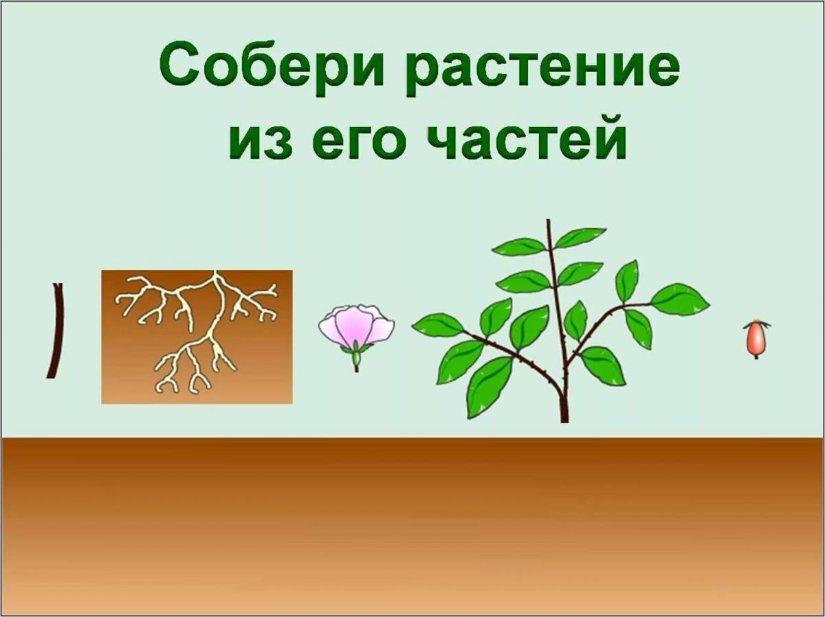 Части растений #2