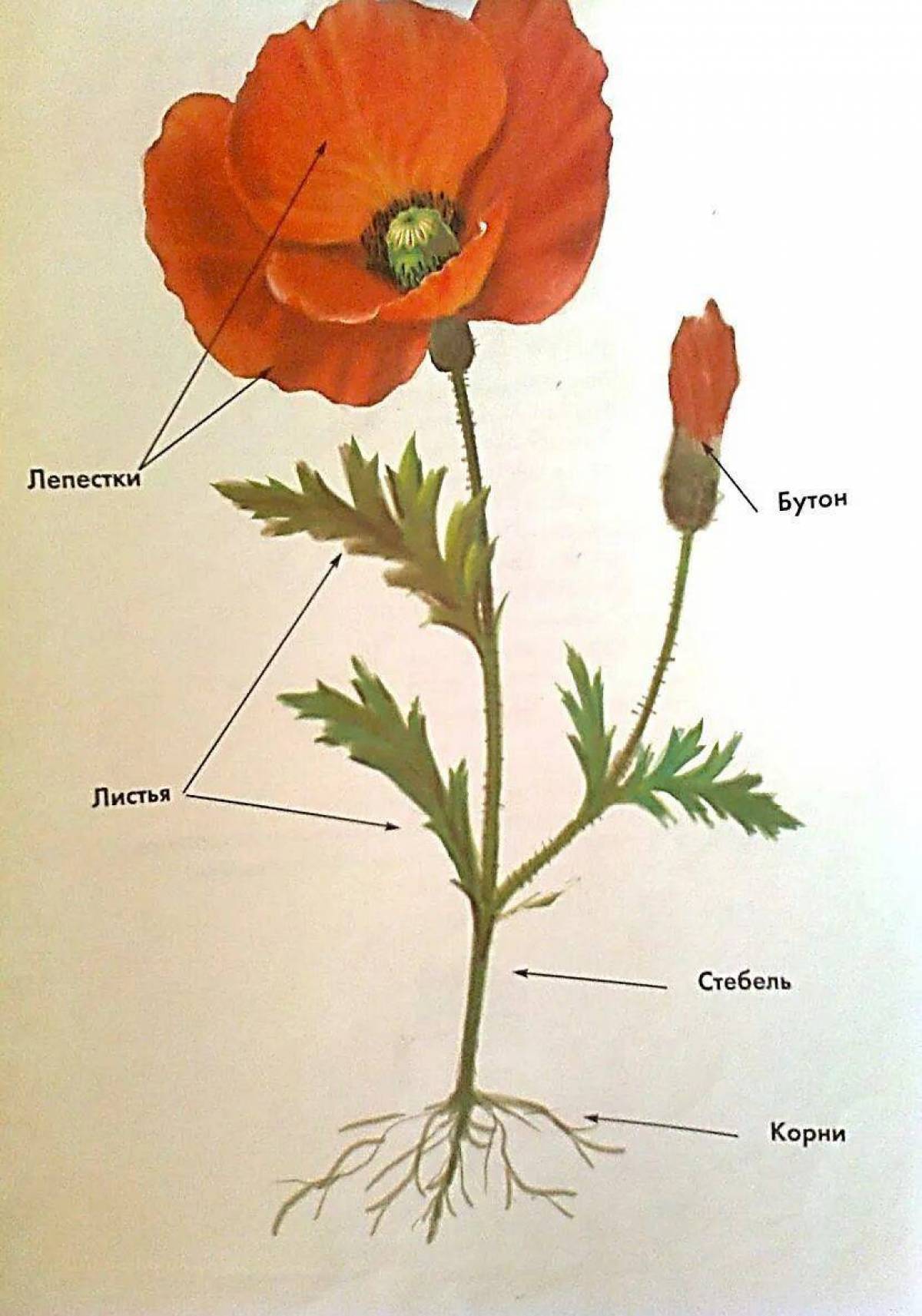 Цветок стебель корень. Мак части растения. Части цветка мака. Мак строение растения. Строение растения для детей.