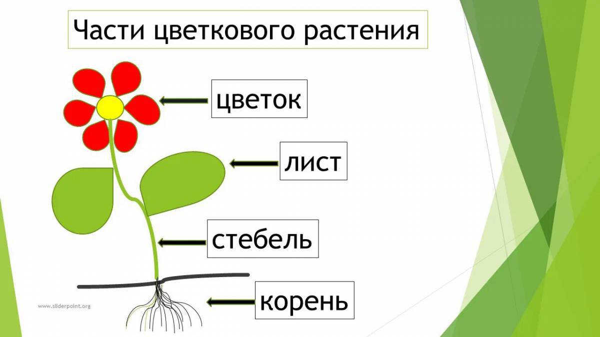 Части растений #13