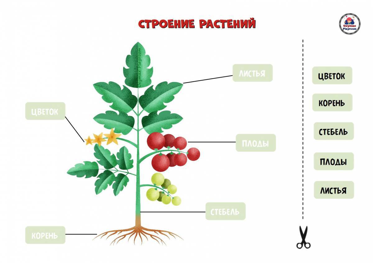 Части растений #15