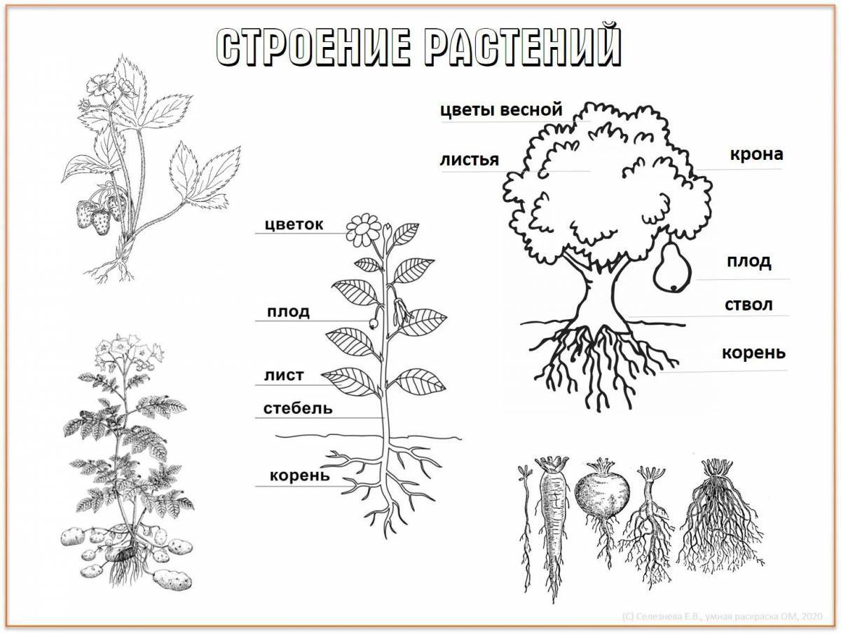 Части растений #24