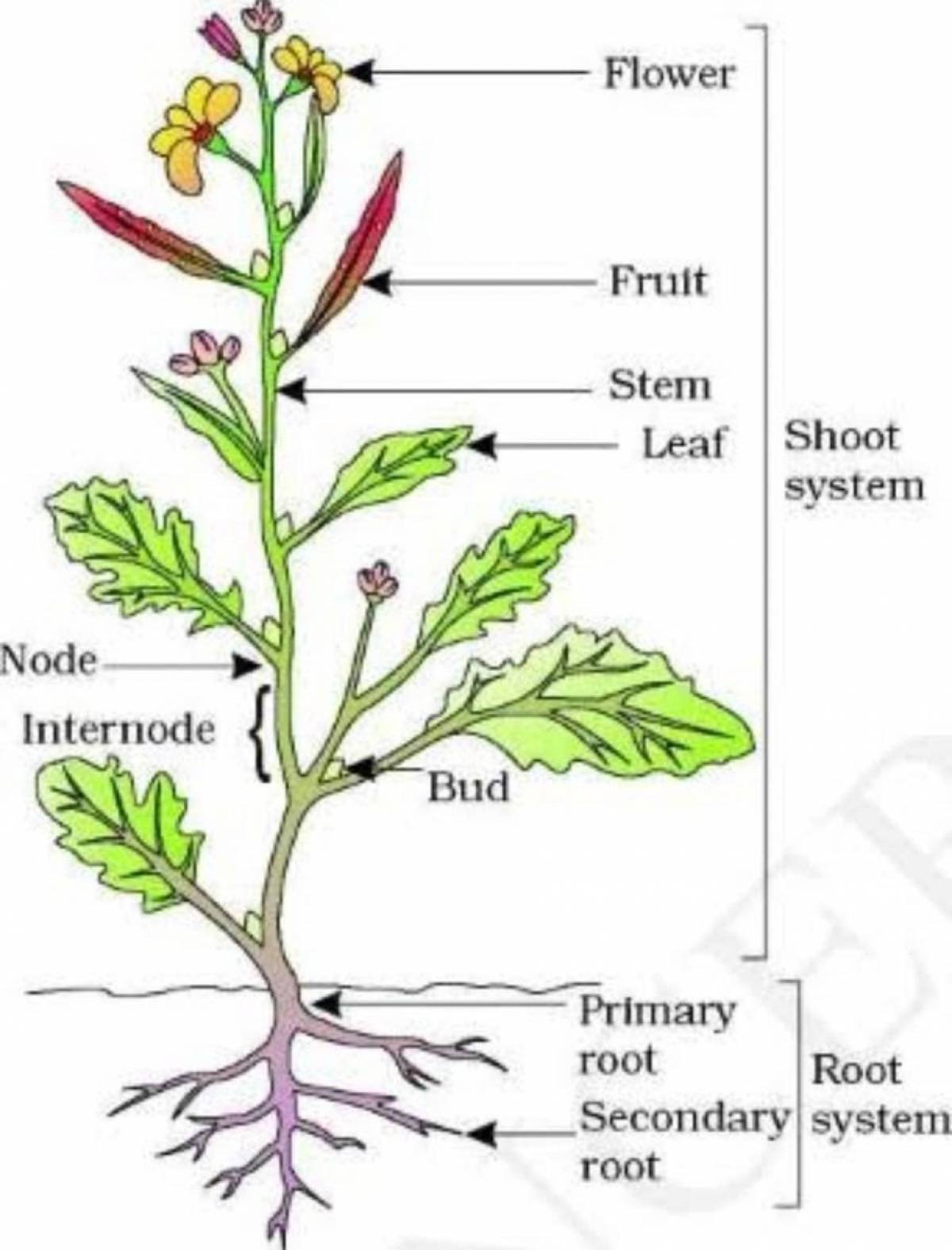 Анатомия растений ботаника. Части растения. Строение растения. Части цветка на английском. Части растения на английском.