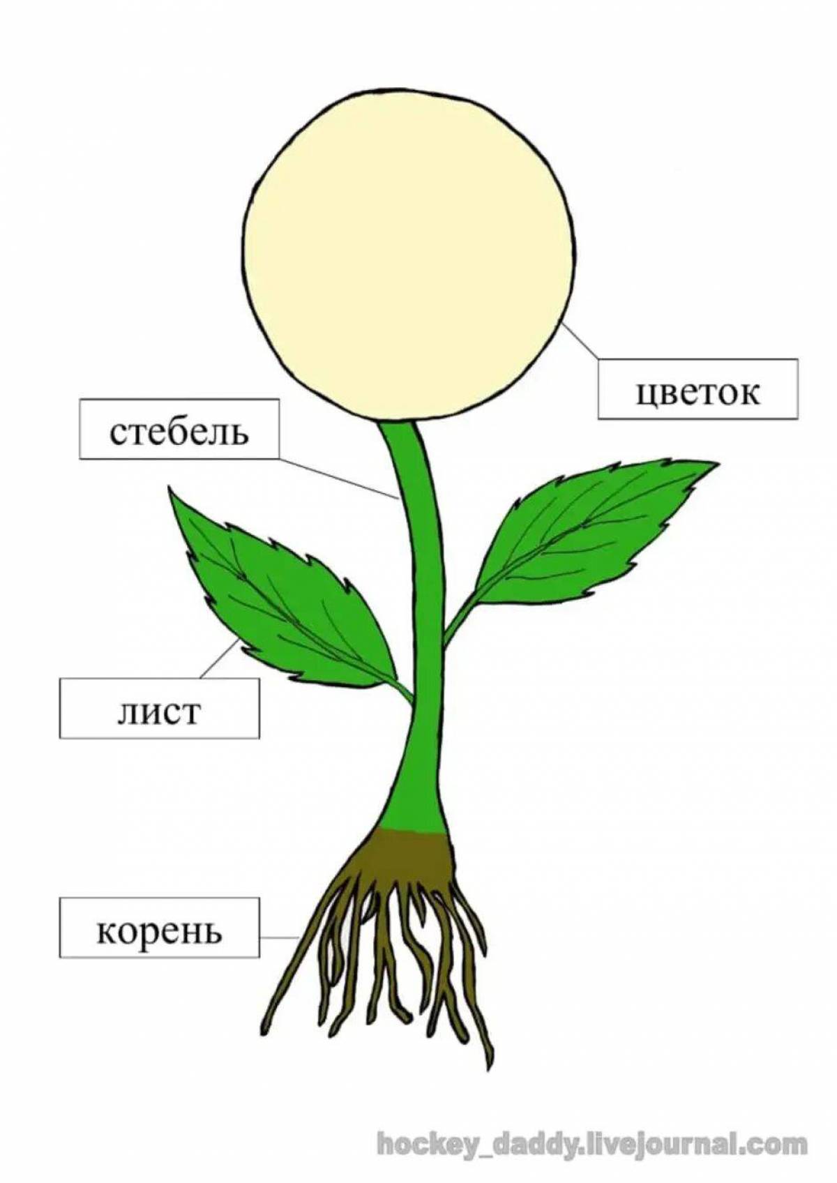 Корни растения стебель. Органы растений для детей. Строение цветка для дошкольников. Схема растения для дошкольников. Части растения рисунок.