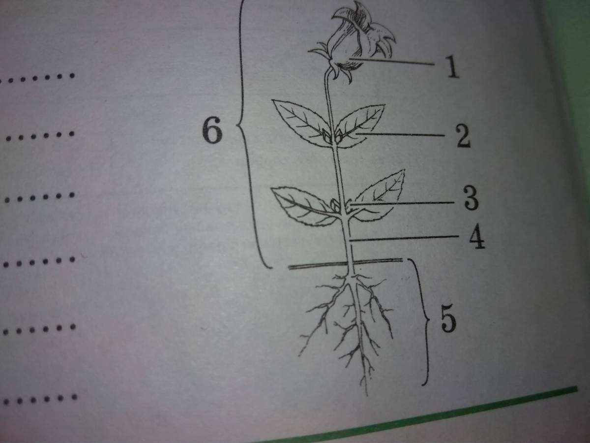 Части растений #36