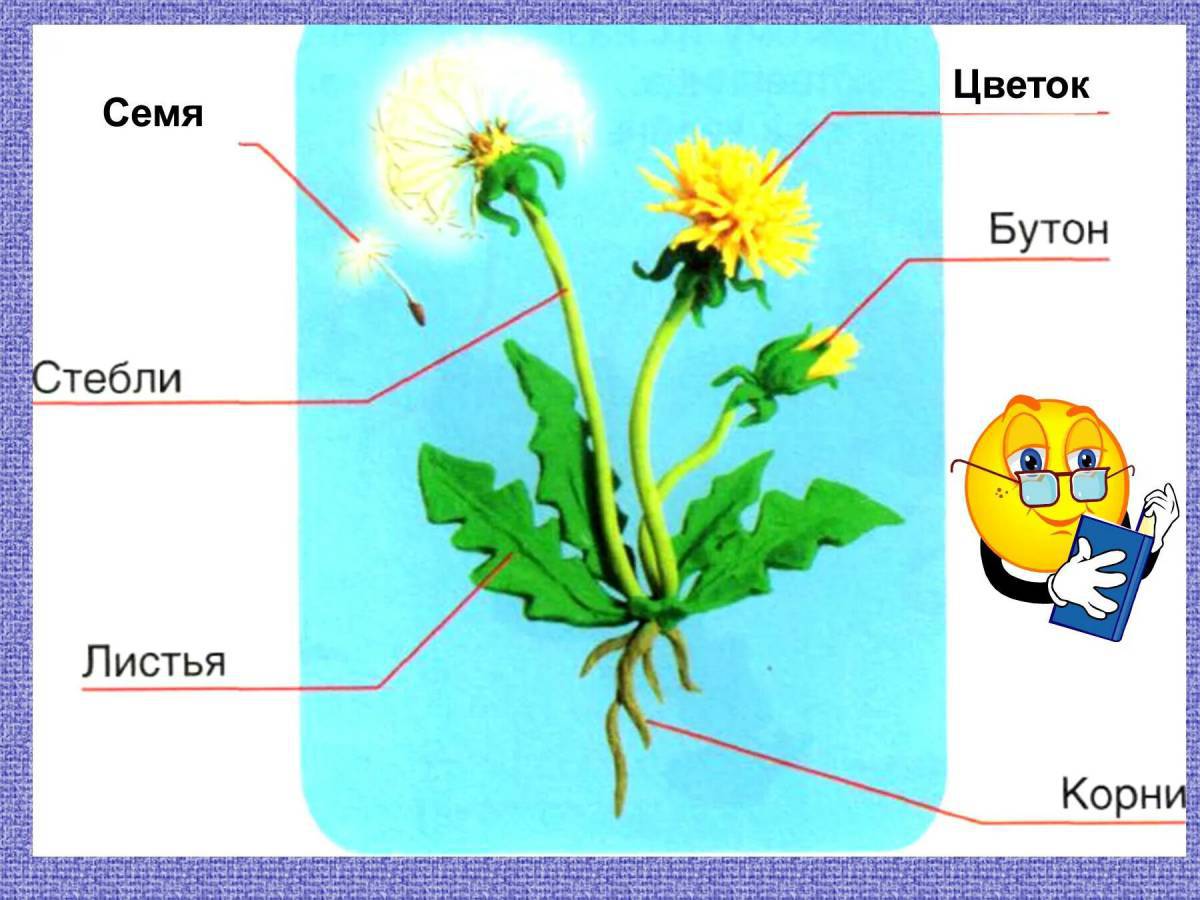 Части цветка картинка