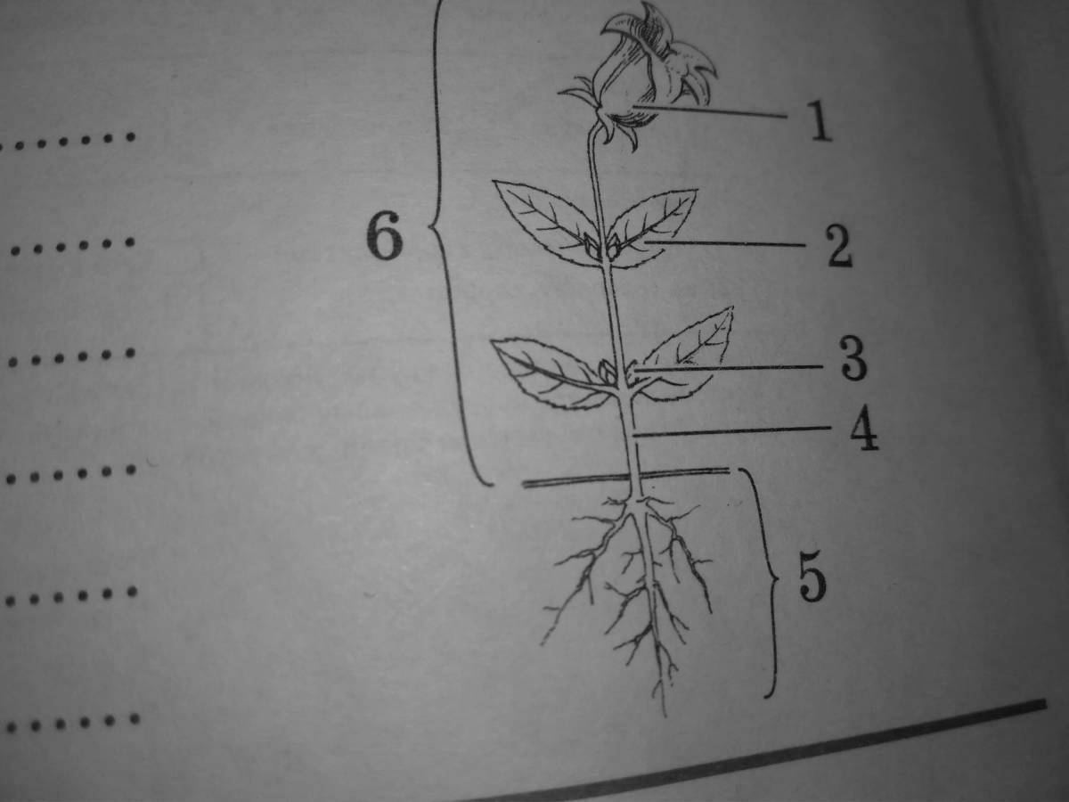 Части растений для детей 1 класс #6