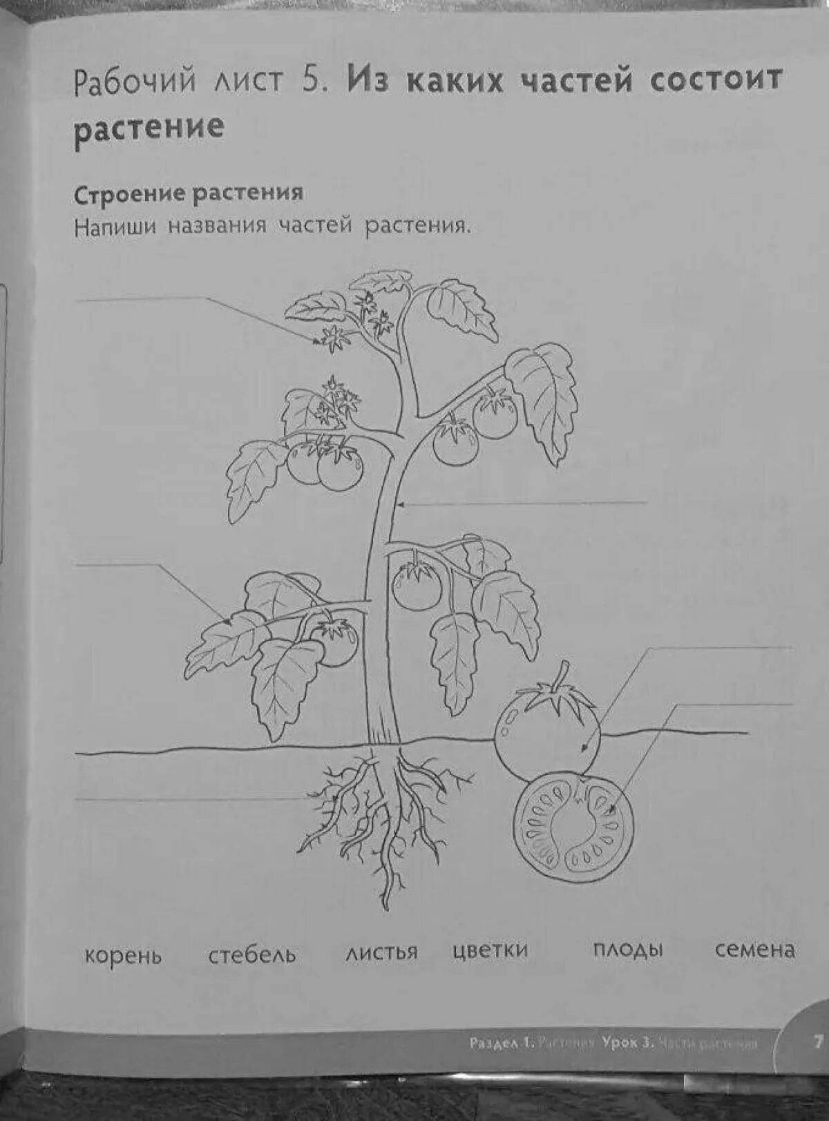 Части растений для детей 1 класс #9