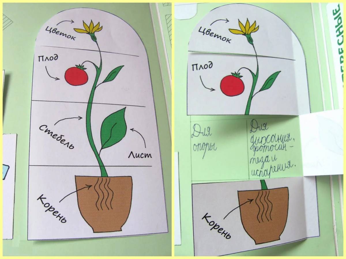 Части растений для детей 1 класс #25