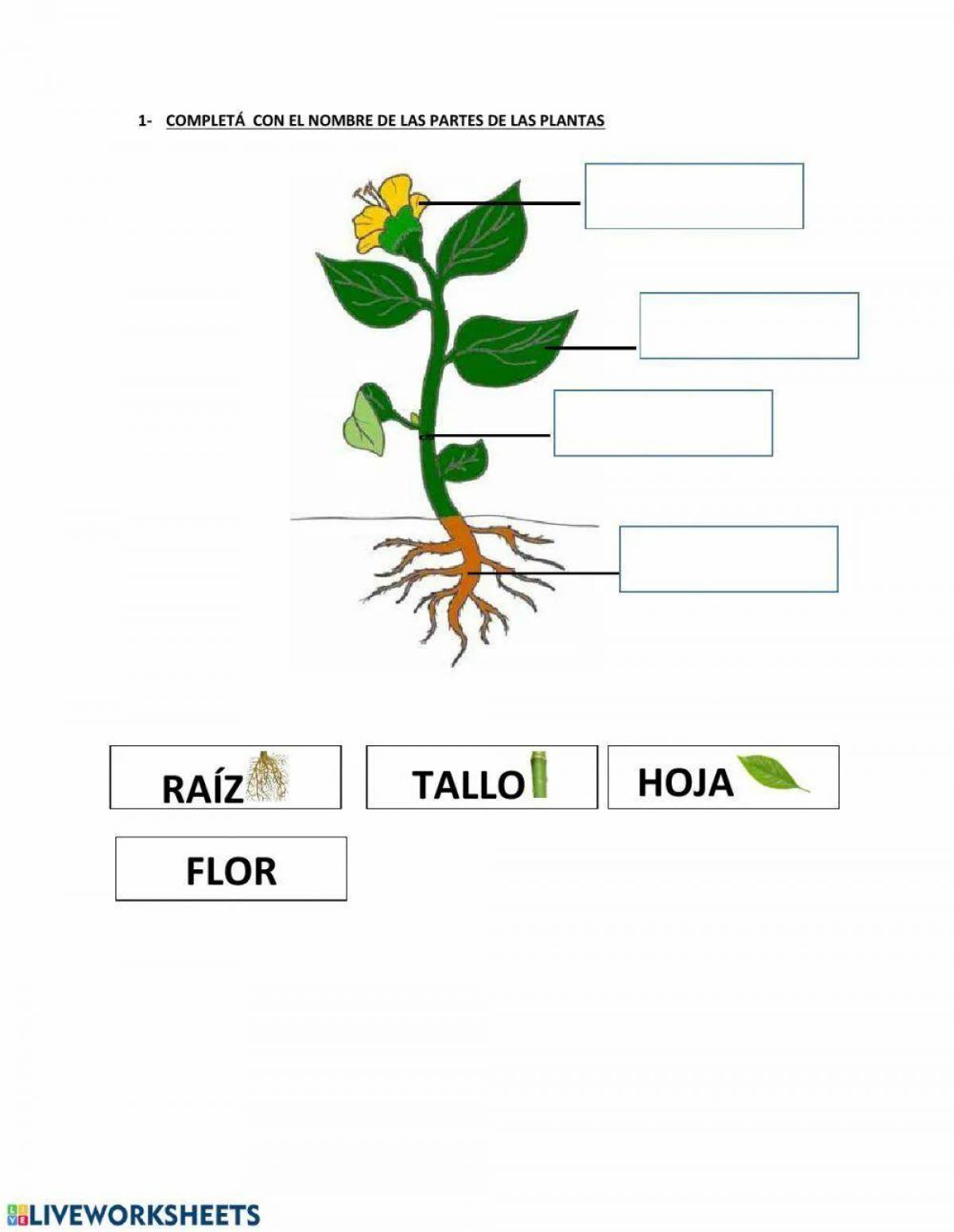 Части растений для детей 1 класс #27