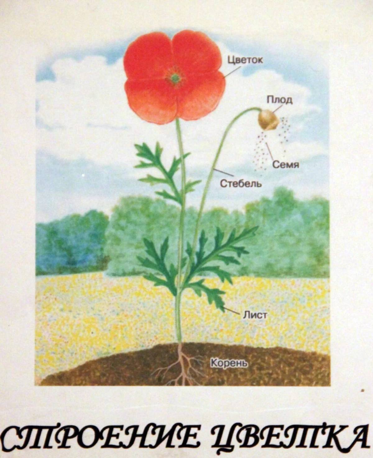 Части растений для детей 1 класс #29