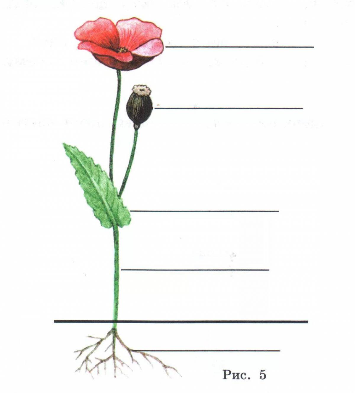 Рисунок растения 3 класс окружающий. Органы цветкового растения Мак. Строение цветкового растения Мак. Строение цветковых растений 2 класс. Строение цветкового растения рисунок.