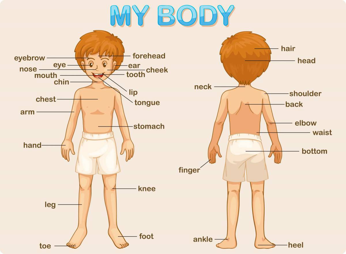 Части тела на английском для детей #18