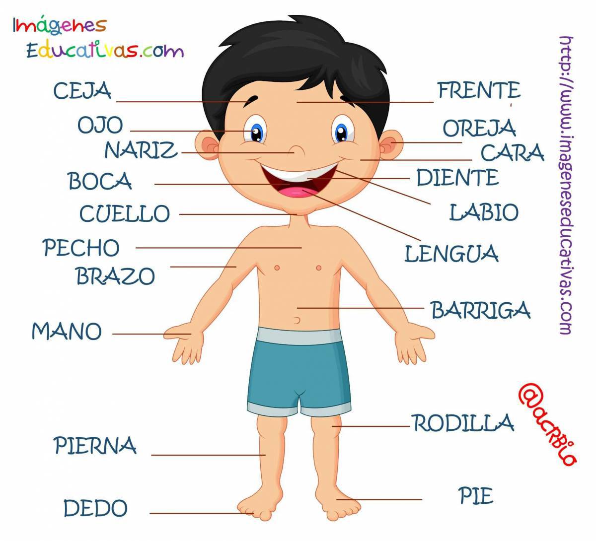 Части тела на английском для детей #19