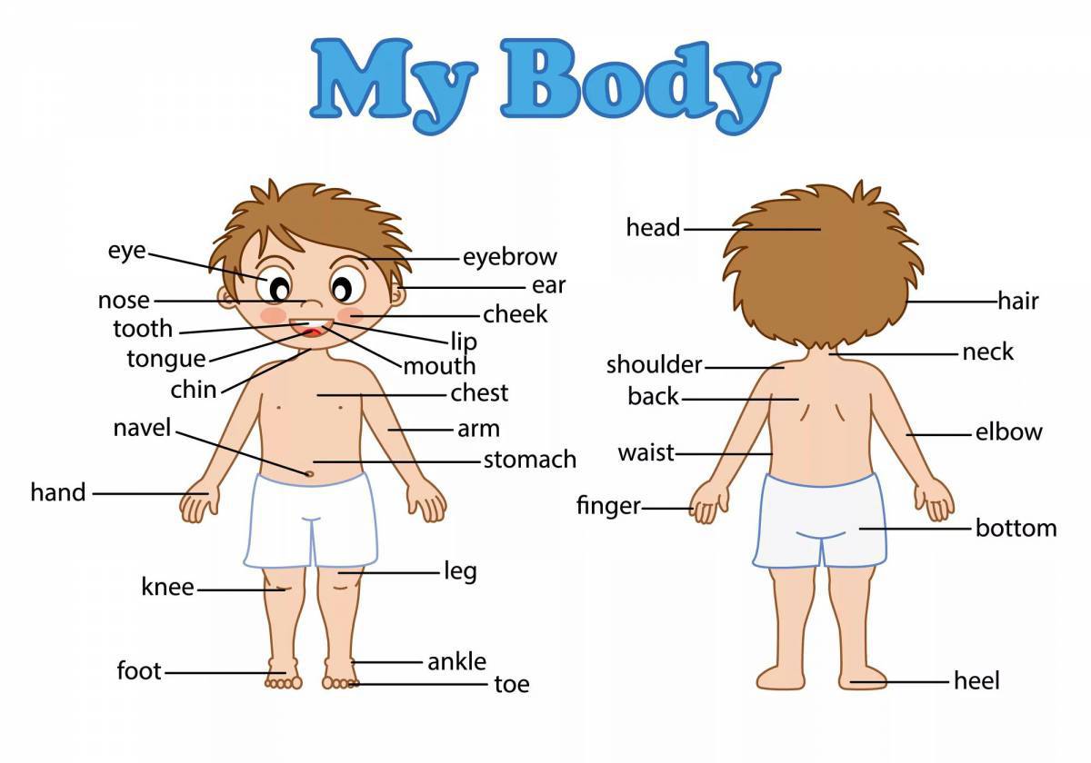 Части тела на английском для детей #34