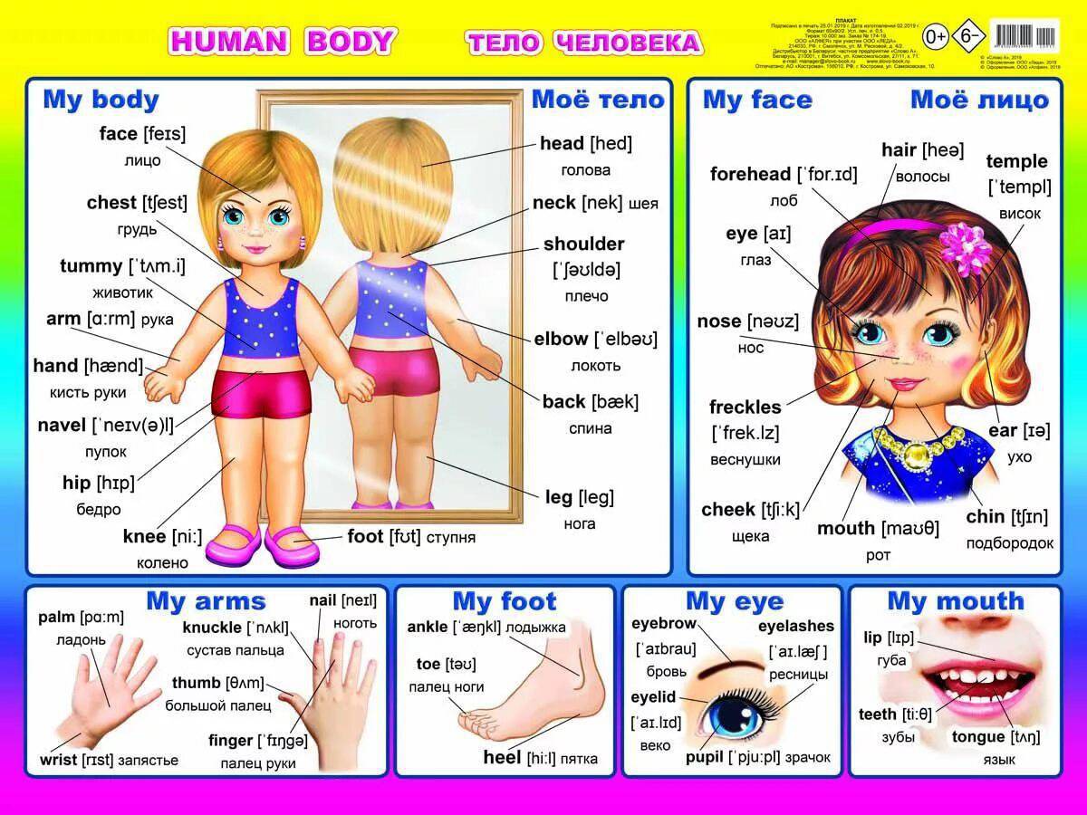Части тела на английском для детей – учим новые слова легко