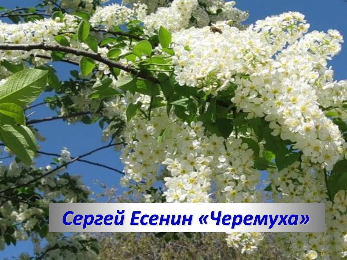 Черемуха есенин #38