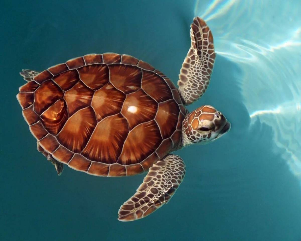 Черепаха морская #10